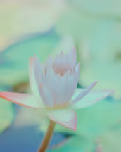 flower-background